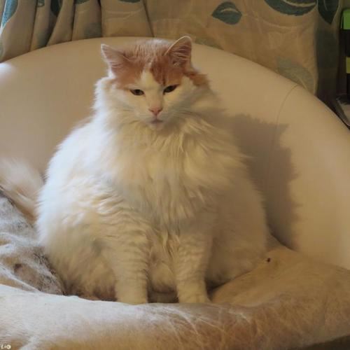 阮郎羞涩莫上路《猜一数学词语》