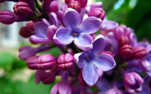 落花时节花落去 《四字口语》