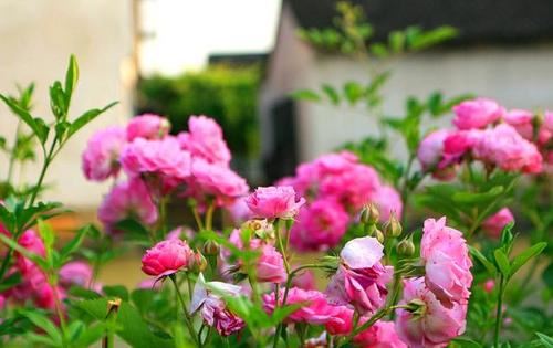 已教终古负前期 《期刊杂志》