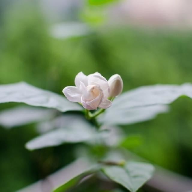 情长气短说到今 《五字清代小说》