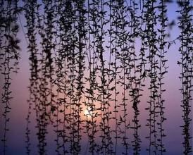 “鱼若行空无所依” 《词曲牌》