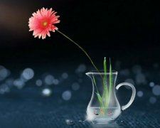 文虎情谊话不尽 《骊珠》