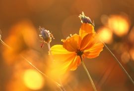 怒发冲冠上九霄 《黄帝内经篇目一》