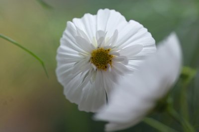 有虫逢春可化蝶 《五画单字》