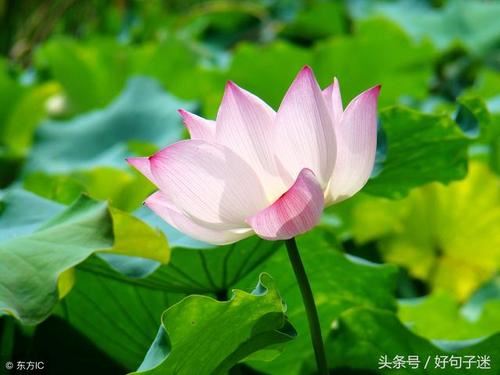 竹影横斜寒山上 《十二画单字》