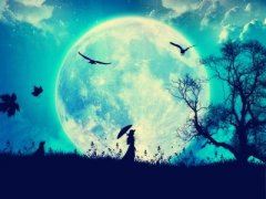 一曲红绡不知数《猜一动物名》