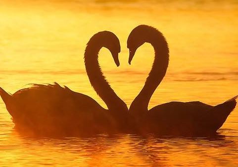 一定不再出头　《猜植物名词一》