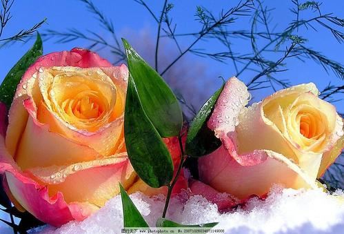 参观迷人的农村 《骊珠》