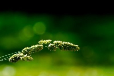 劣作倒被评优秀 《体育名词》