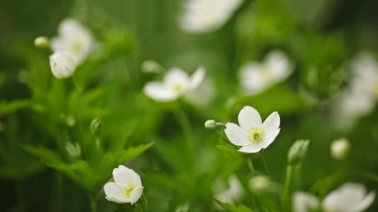 桃花影动客倾心《猜一动物名》