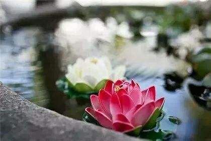 今年依稀似去年《猜一动物名》