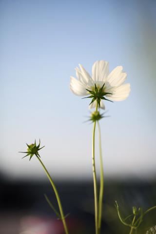 一去杳沉_芳心萦回 《打一字》