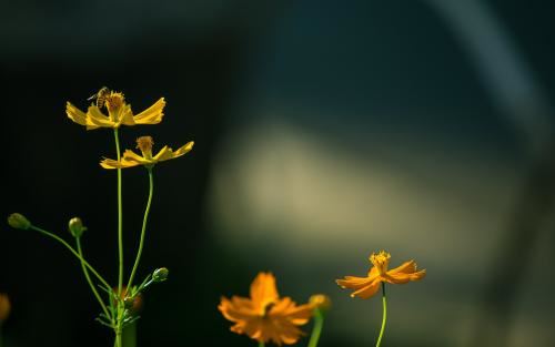 篱《猜一数学词语》