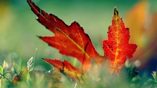 相见时难别亦难《猜一成语祸》