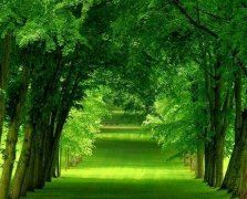 东施效颦惹嘲讽_邯郸学步留笑柄 《阿富汗地名》