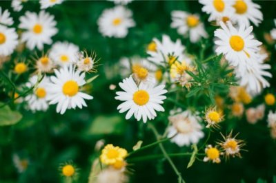 远看似火红艳艳_近看花儿六个瓣_拔起根来看一看_结着一串山药蛋《猜一植物》