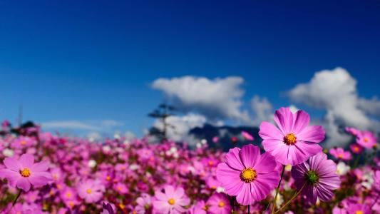 满朝朱紫贵·徐妃格《猜一动物名》