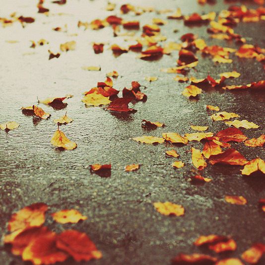 窗外新月天边挂_水中弄影呈异姿《猜一动物名》