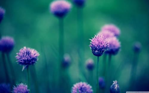 爱从肺腑出 《论坛用语》