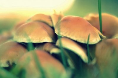 立秋前十日再赴湘中　《猜树名》