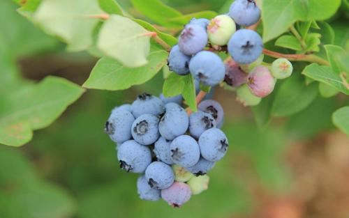 “二绣总司令_革命的老英雄”　《猜外国古代著名作家》