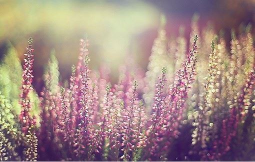 两山横对出_日照天边来 《围棋手》