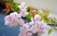 猜谜语题目:飞鸣镝《打一个成语》