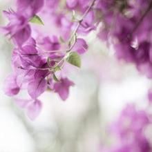 小小诸葛亮_独坐军中帐_摆成八卦阵_专抓飞来将《猜一昆虫》