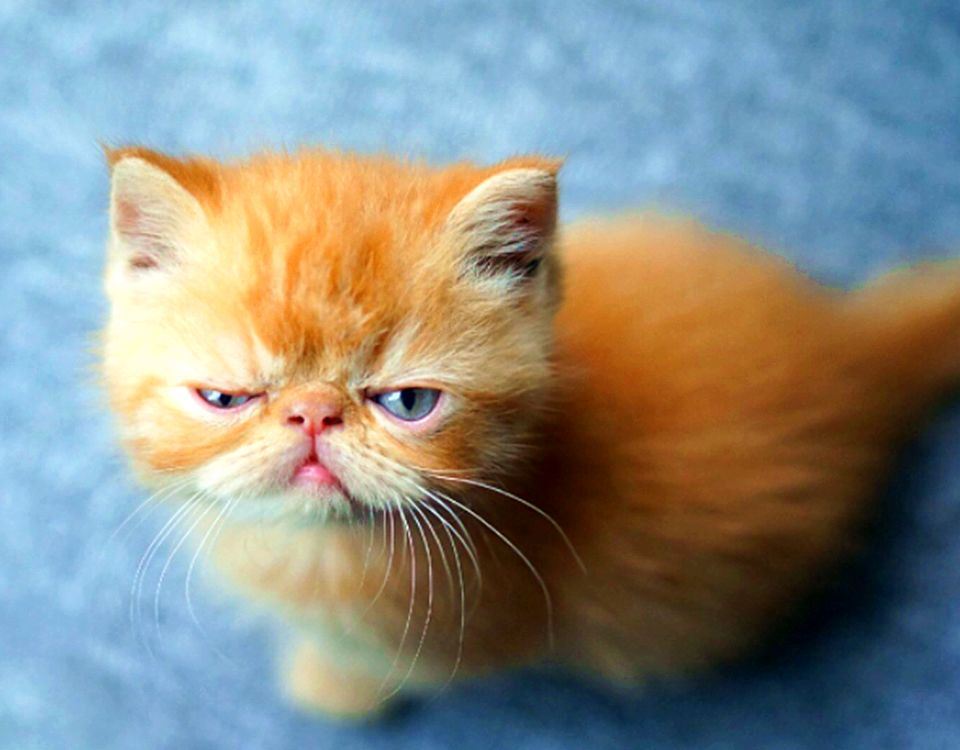 兄弟阋于墙《猜一数学词语》