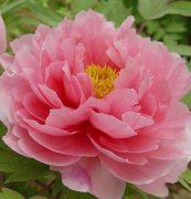 猜谜语题目:浑身毛一条腿,不怕灰尘只怕水《打一个常用品》