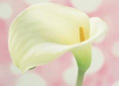 莺歌陌兮识吾节 《动物冠量6字》