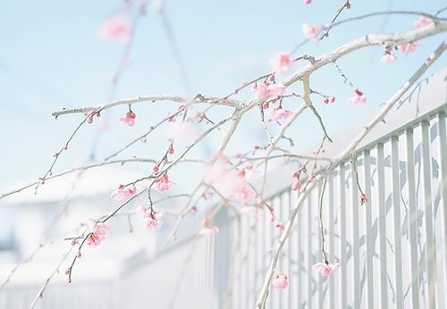 说马不像马,路上没有它,若用它做药,要到海中抓《打一个动物》