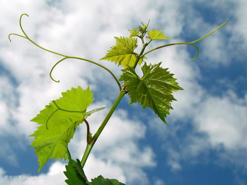 郑国安能免灭亡《猜一数学词语》