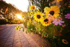 约好在那村前相会 《运动员》