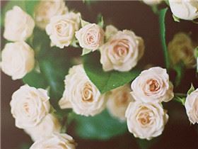 “我爱梅花不忍摘” 《日本艺人_卷帘格》