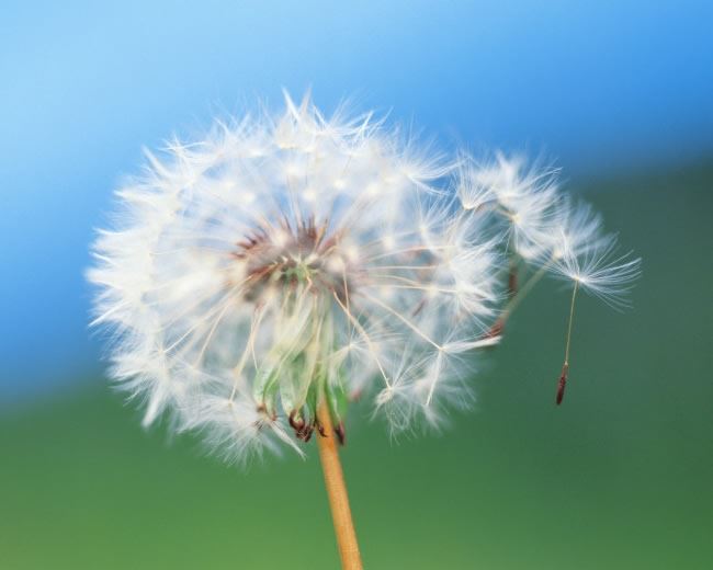 首都男儿《猜一中药名》