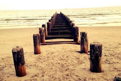 猜谜语题目:高寿《打一个植物学》