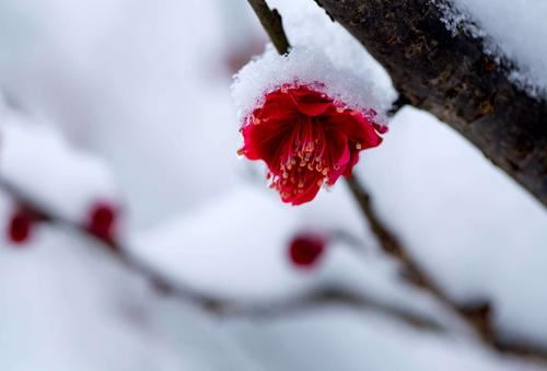 像虎不是虎　《猜昆虫学名词》
