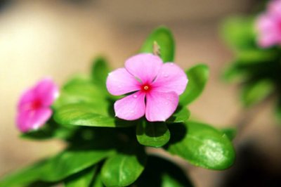 翟公署门 《探骊》