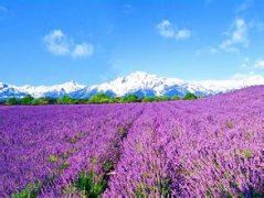 "马到山根断" 《打一字》