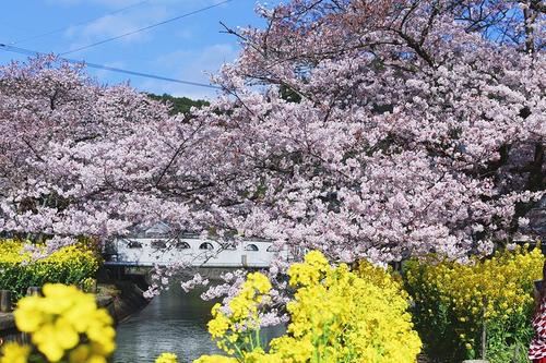 六人对抗淘汰一半 《京剧演员》