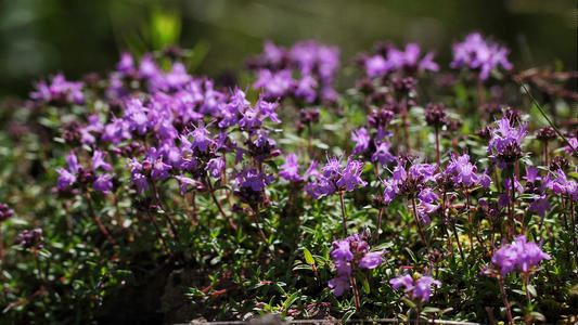 君向潇湘我向秦《猜一数学词语》