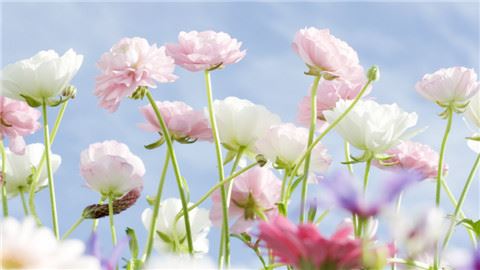 斗　《猜成语一》