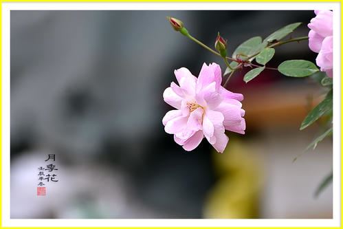 搁笔一身轻 《四字口语》