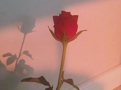 猜谜语题目:只是近黄昏《打一个字》