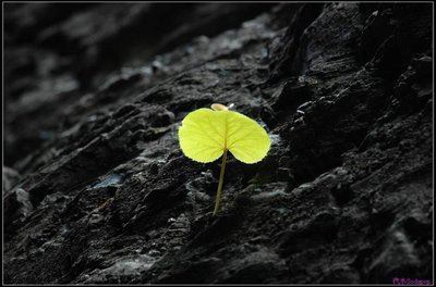 孙悟空降妖伏魔《猜一动物名》