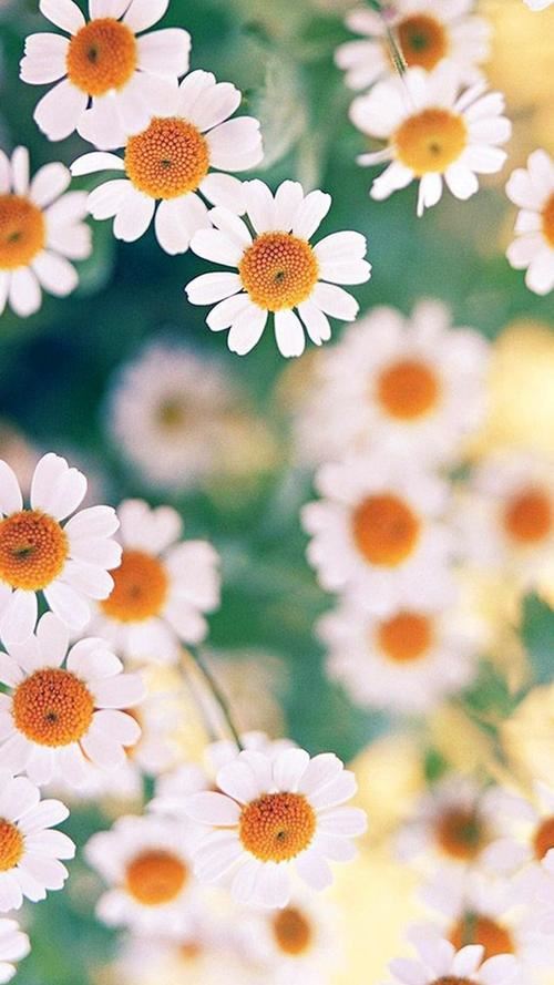 黑虎传 《金庸小说人物》