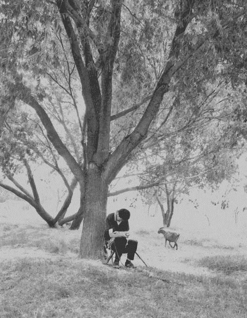 一子《猜一动物名》