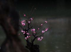 歌曲《十五的月亮》 《环保词语一》