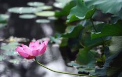 猫狗在旁于家好《猜一动物名》